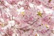 Sakura cherry tree blossom