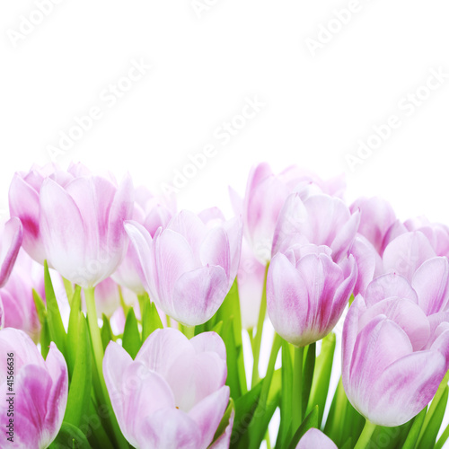 Photo: Pink tulips Pink tulips