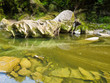 Lush green rainforest along Pororai River, NZ
