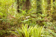 Lush green sub-tropical NZ rainforest