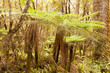 Katote Fern Tree in NZ sub-tropical rainforest