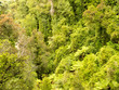Bird view of lush green sub-tropical NZ rainforest