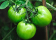 Photo: green tomato in garden green tomato in garden
