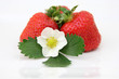 Photo: Erdbeeren mit Blüte und Blatt Erdbeeren mit Blüte und Blatt