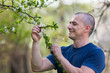 Agronomist checking cherry tree flowers
