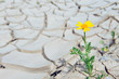 Dry Cracked Earth - Drought
