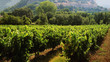 vineyards