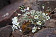Arctic Poppy (Papaver radicatum)