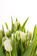 nice tulips