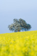 Field of canola and tree in bloom