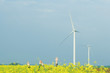 Photo: Two friends hiding in field of colza with arms raised, holding hands, wind turbines in background Two friends hiding in field of colza with arms raised, holding hands, wind turbines in background