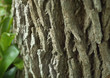 Tree bark