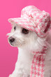 Fluffy dog wearing winter fashion