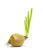 Onion Sprout
