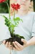 Boy holding gerbera daisies and soil in cupped hands, cropped view