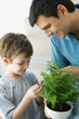 Father and son looking at potted plant together, both smiling
