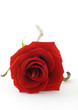 Red rose
