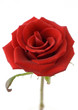 Red rose