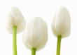 White tulips