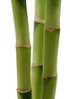 Bamboo stalks