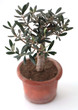 Olive tree in pot