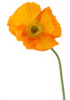 Poppy