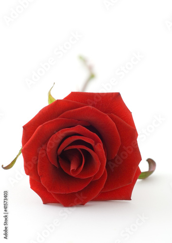 Photo: Red rose Red rose