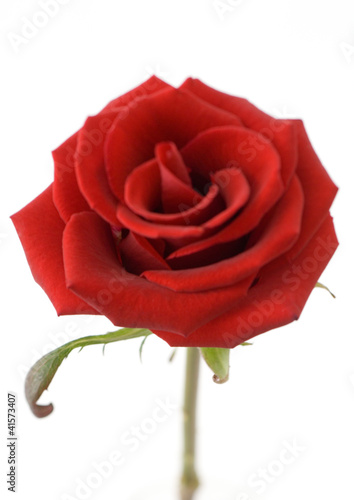 Foto: Red rose Red rose