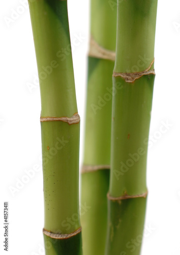 Foto: Bamboo stalks Bamboo stalks