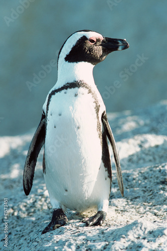 Photo: South Africa, Cape Peninsula, Jackass penguin South Africa, Cape Peninsula, Jackass penguin