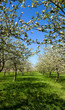 Pommier en fleur et ciel bleu C Pommier en fleur et ciel bleu C