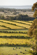 Oyster Bay Vineyards