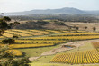 Oyster Bay Vineyards