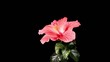 Video: Blooming red roses on a black background (Time Lapse) Blooming red roses on a black background (Time Lapse)