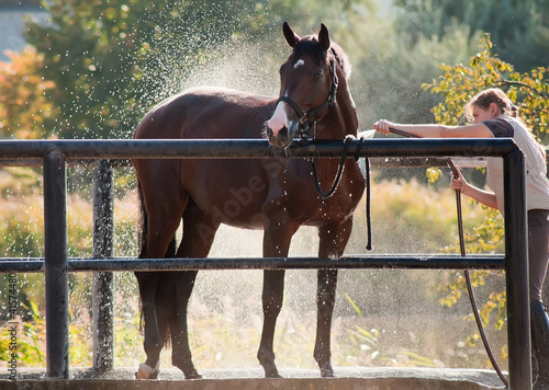 Photo: Horse enjoying the shower outdoor Horse enjoying the shower outdoor