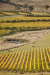 Oyster Bay Vineyards