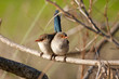 Splendid Fairy-wrens on a branch