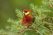 Western Rosella, Platycercus icterotis, beautiful bird