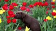 a puppy labrador on tulips
