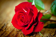 rosa rossa close up