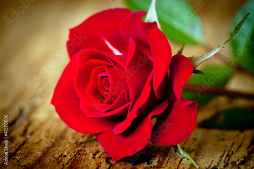 Photo: rosa rossa close up rosa rossa close up