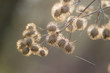 burdock Arctium lappa bur dry noodle the web at the dawn of spri