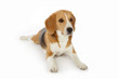 chien Beagle couché chien Beagle couché