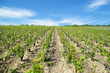 Vignes au printemps