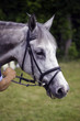 Gray horse