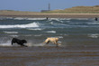 National Windsurfing Championships
