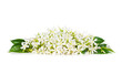 White Flowers