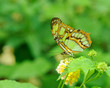 Foto: Malachite Butterfly Malachite Butterfly