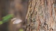 Close-up tree with ants