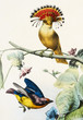 colored bird in withe background